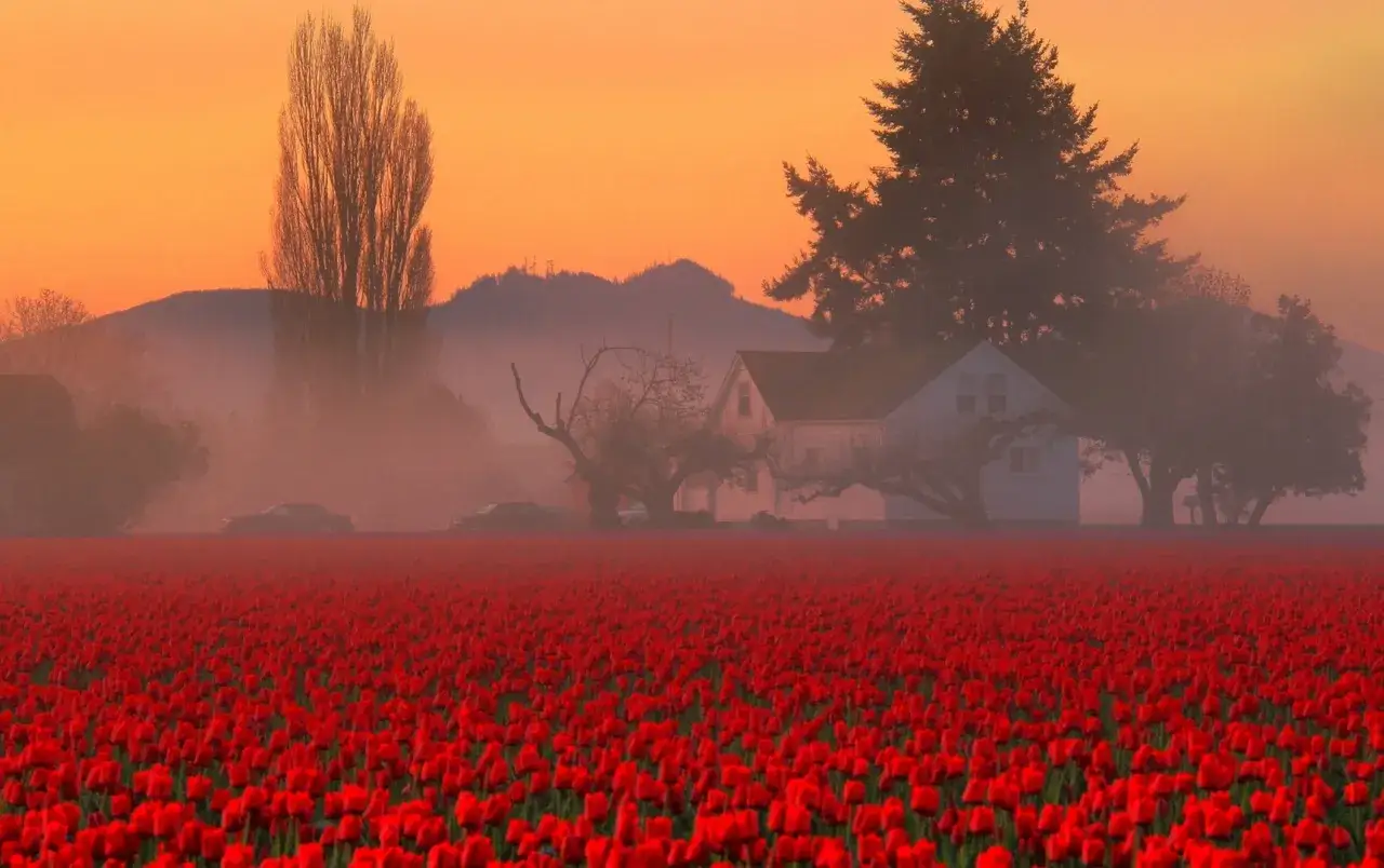 Un campo de tulipanes rojos al amanecer, con casas y árboles envueltos en niebla. La sinopsis de la danza de los tulipanes evoca esta escena.